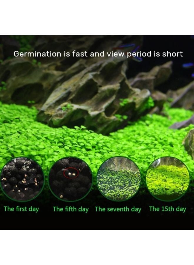 زي يانج بذور نباتات مائية لتزيين أحواض السمك والمناظر الطبيعية - 4 × 1000 قطعة - Image 4